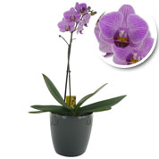 Phalaenopsis Malva + Cachep Antracite